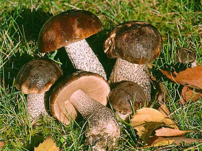 Boletus groeit in loofbossen