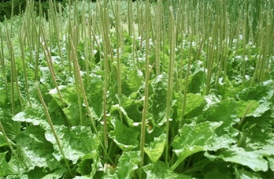 Fourrés de plantain