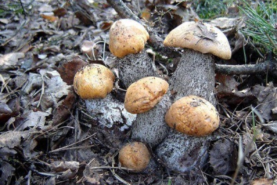 Hoe en waar te zoeken naar boletus