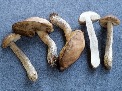 Les champignons trembles sont souvent utilisés à des fins médicales.