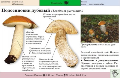 Gỗ sồi boletus