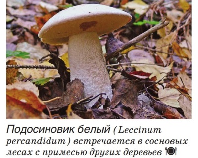 Boletus trắng