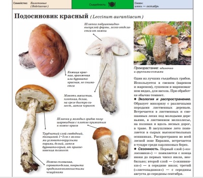 Boletus rood