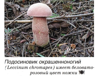 Boletus geverfd