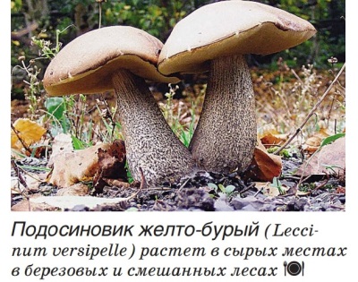 Boletus geelbruin