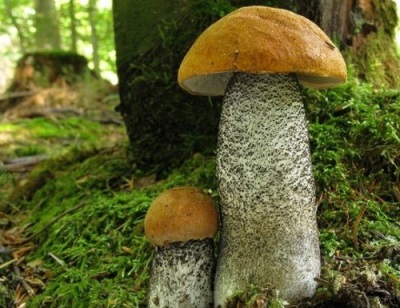 Boletus groeit in de bossen