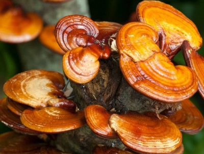 Reishi-paddenstoel groeit het meest verspreid in China en Japan