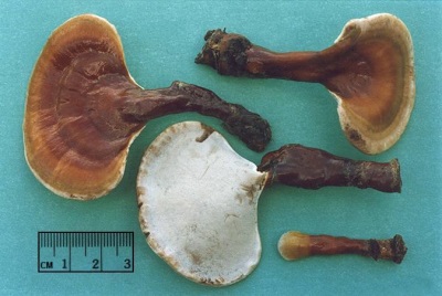 Charakterystyka Reishi