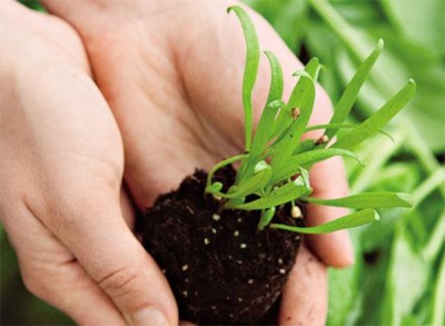 Spinazie in het voorjaar in de volle grond planten