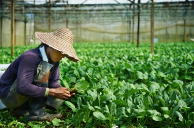 Spinazieplantages in China