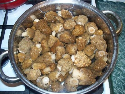 Morilles bouillies