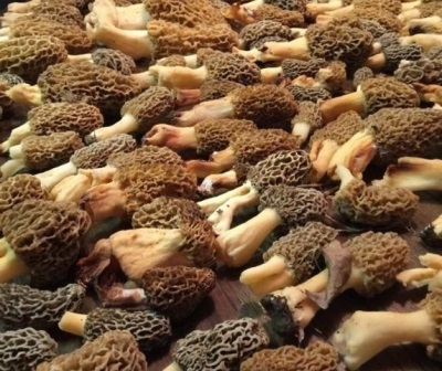 Les morilles sont utilisées à des fins médicinales