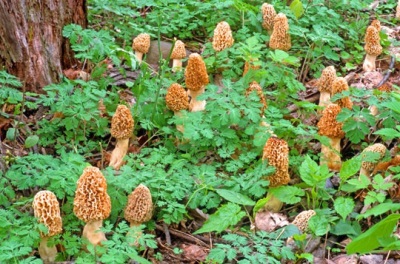 Cultiver des morilles