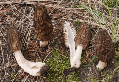 Kaki dan pulpa morel