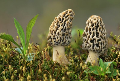 Morel adalah biasa di hutan luruh