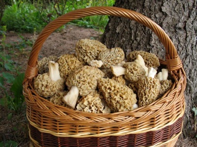 Collection de morilles