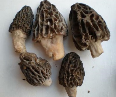 Caractéristiques des morilles