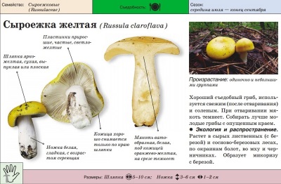 Russula żółta