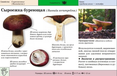 Russula brązowa