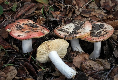 Russula rośnie prawie wszędzie