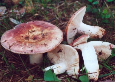 Russula sisaldab palju vitamiine ja mineraalaineid