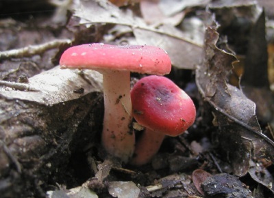 Pojawienie się grzybów russula