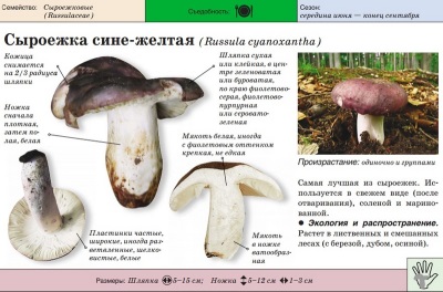 Russula niebiesko-żółta