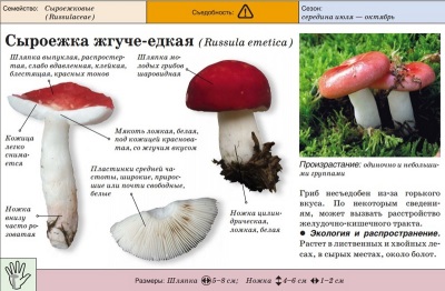 Russula pali się żrąco