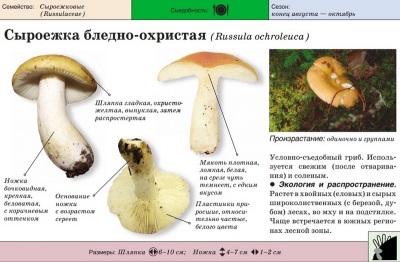 Russula kahvatu orhidee