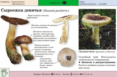 Russula dziewczęca