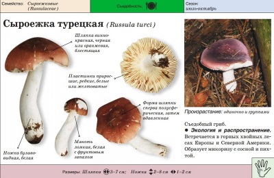 Russula turecka