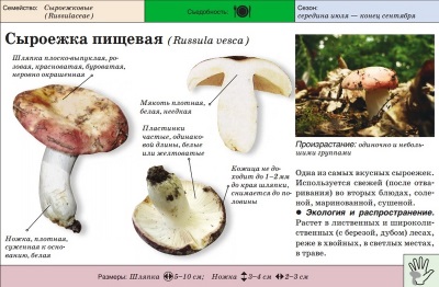 Russula eten