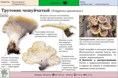 Polypore bersisik