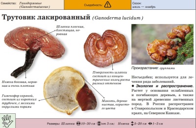 Lakierowany Polypor (reishi)