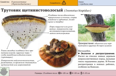 Polypore met borstelharen