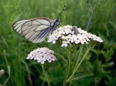 Chùm hoa Yarrow