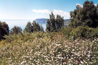 Yarrow trên Baikal