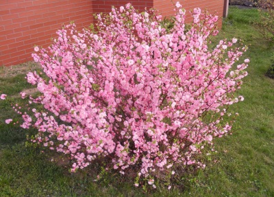 Amandelboom als sierplant