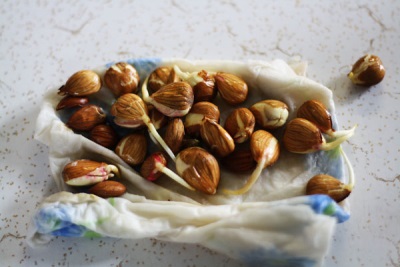 Comment faire pousser des amandes à la maison