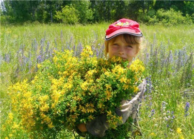 Hypericum in de wei