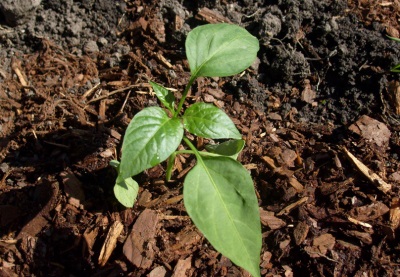 Cấy jalapenos trên bãi đất trống