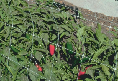 Jalapeno's kweken in hun zomerhuisje en voor ze zorgen