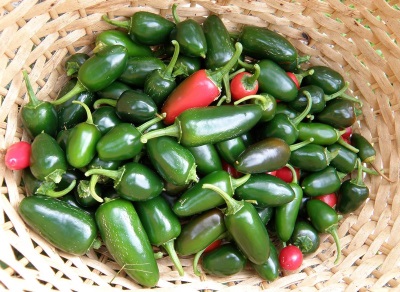 Récolte des jalapenos