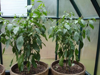 Dans les conditions climatiques de la Russie, Jalapeno est cultivé uniquement dans des serres