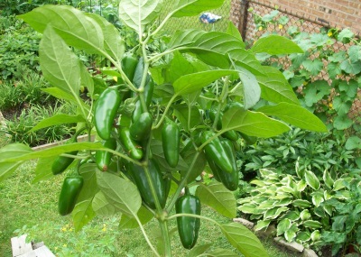 Apparition de la plante et du piment jalapeno