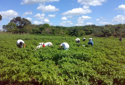 In Mexico wordt bijna overal jalapeno verbouwd.