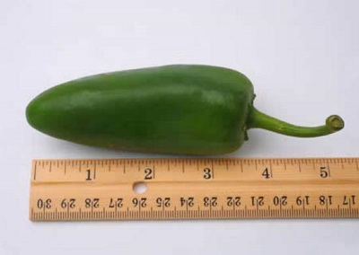 Đặc điểm của ớt jalapeno