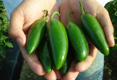 Papryczki jalapenos mają wiele zalet zdrowotnych