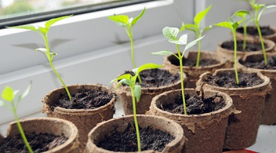 Jalapeno zaailingen plukken en verplanten