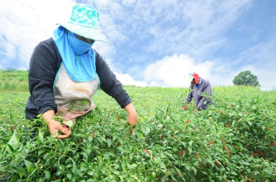 Chilipepers worden in India in grotere mate verbouwd.